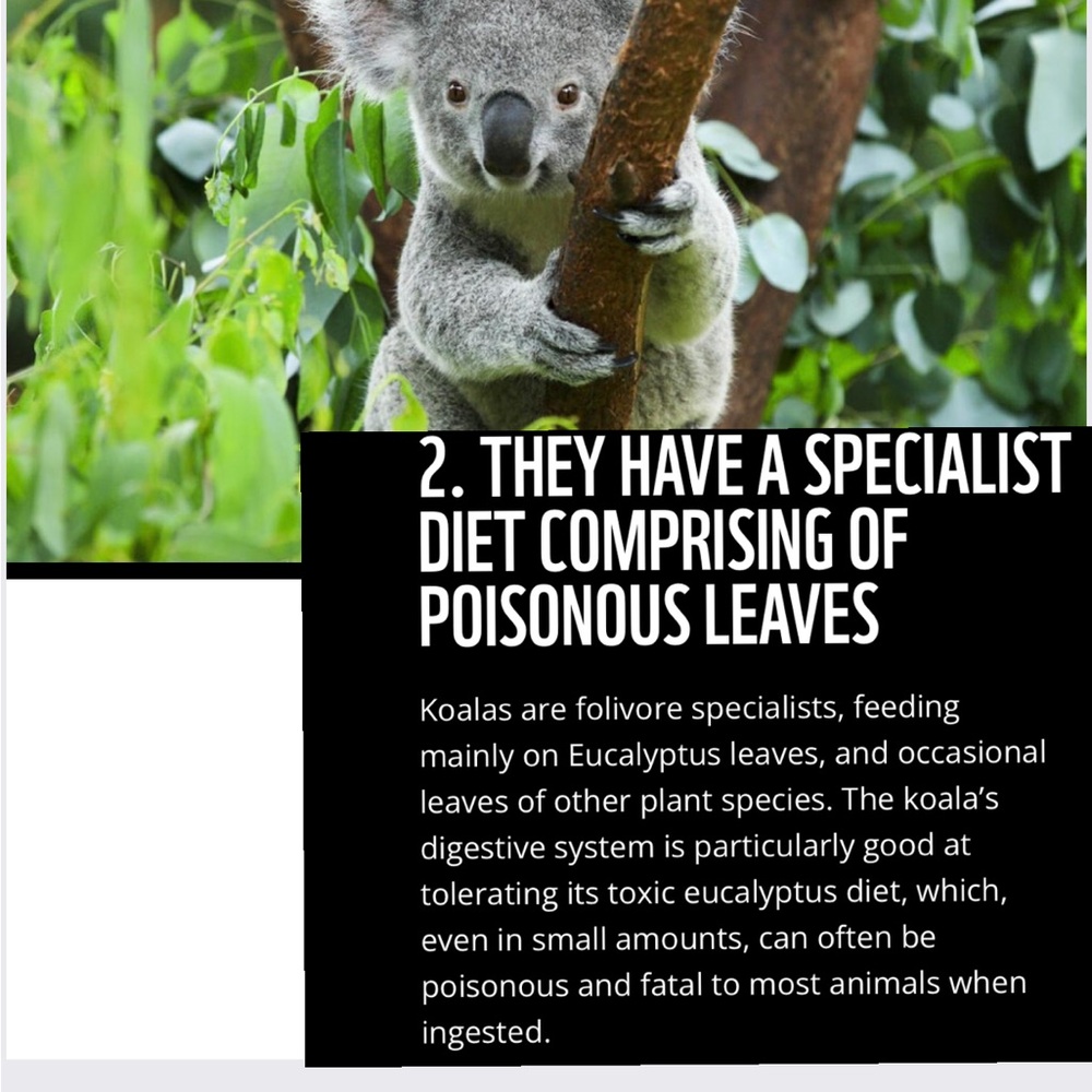 #3 ❤️ Like #4 This one FULL ❤️🦭🐨 - Picture 7 of 16